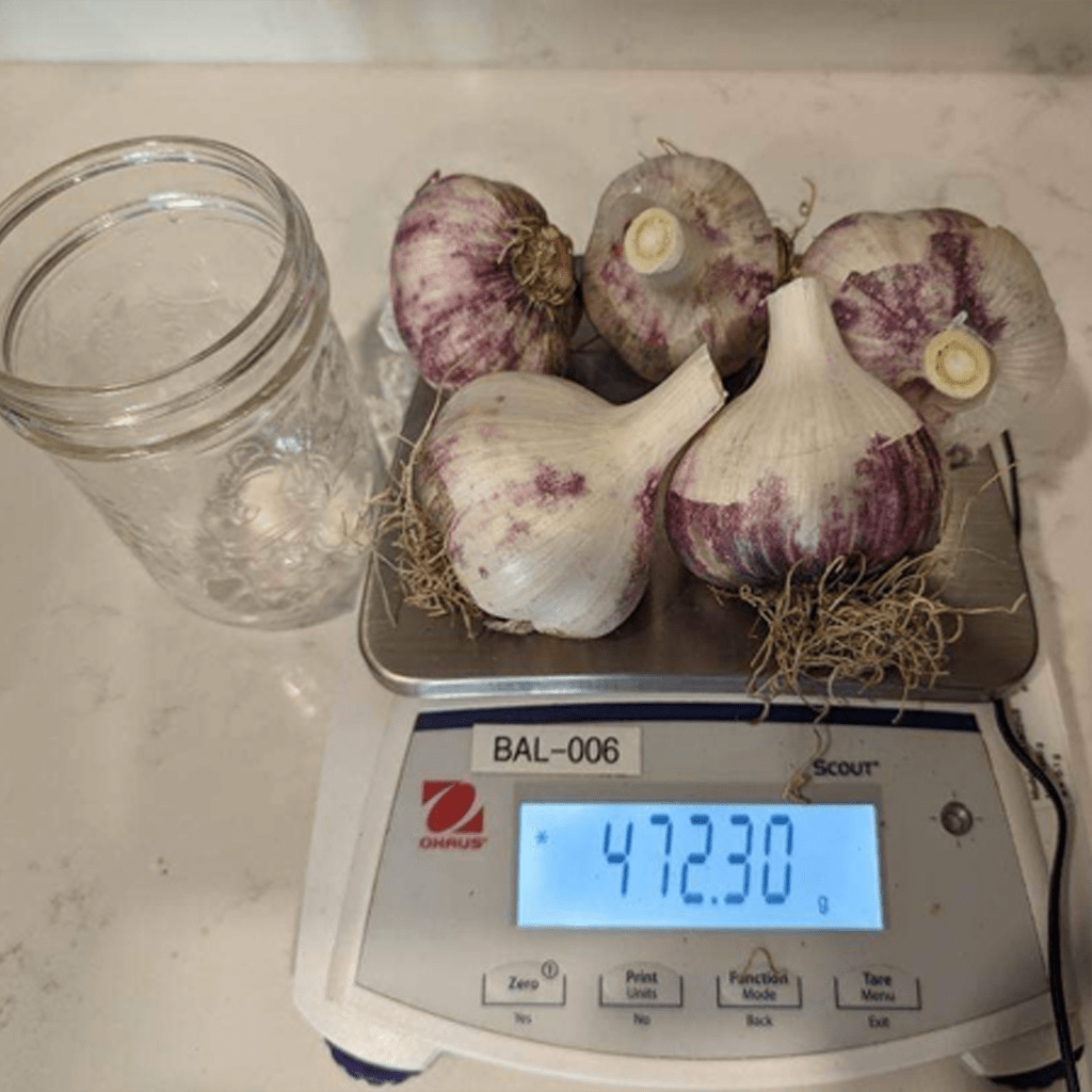 IMG_2663_garlic-on-scale-1lb_1024-by-1024.webp