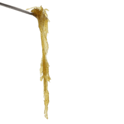 IMG_7647_NLxAJ-BH-on-tool-_-background-removed-400x400