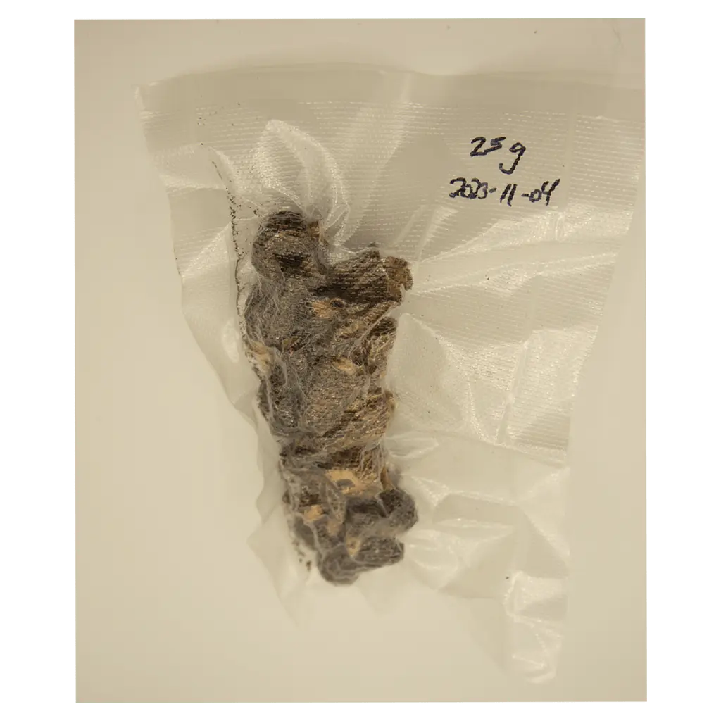 IMG_8290_morel_25-g.webp