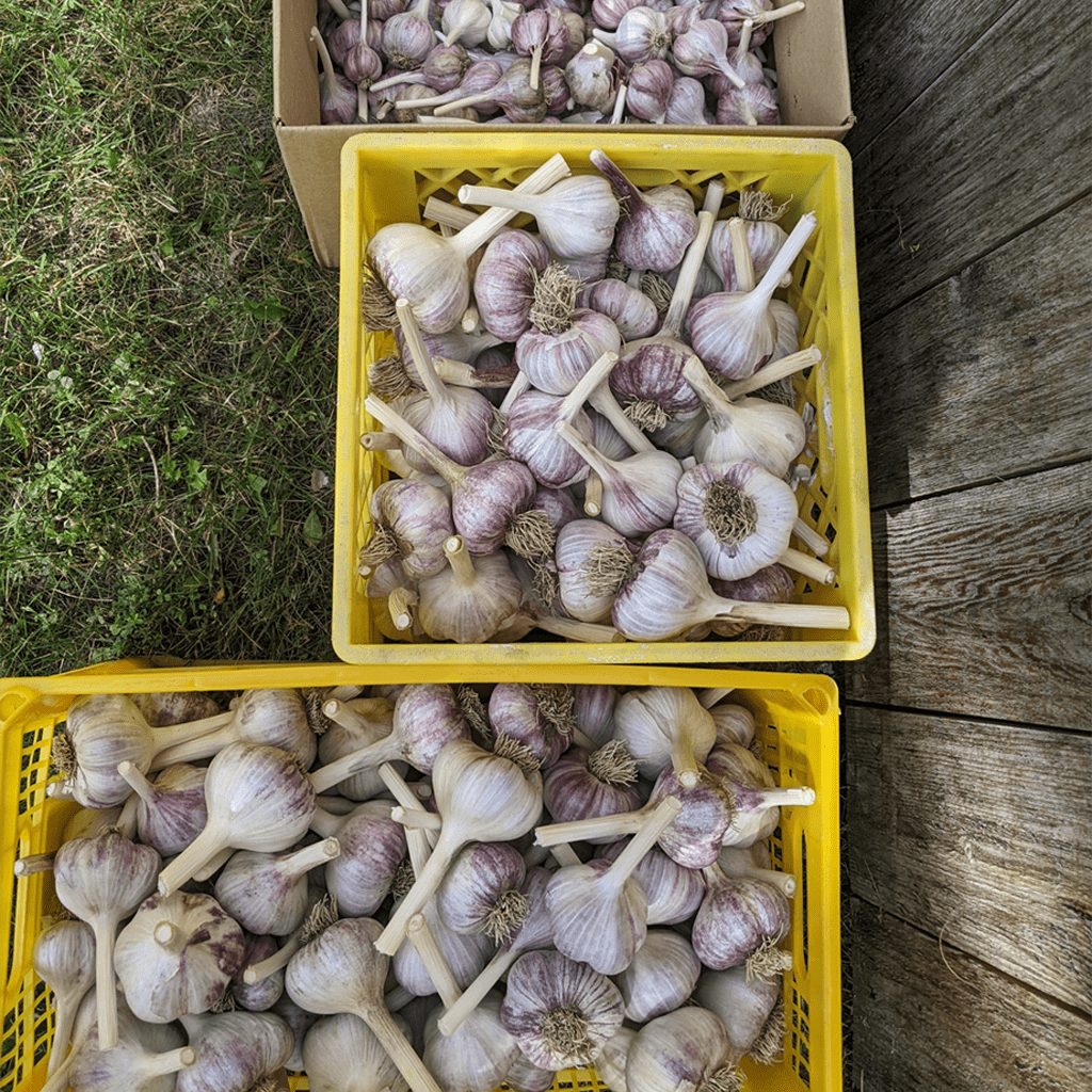 Red-Russian-Garlic-2-1024-by-1024.webp