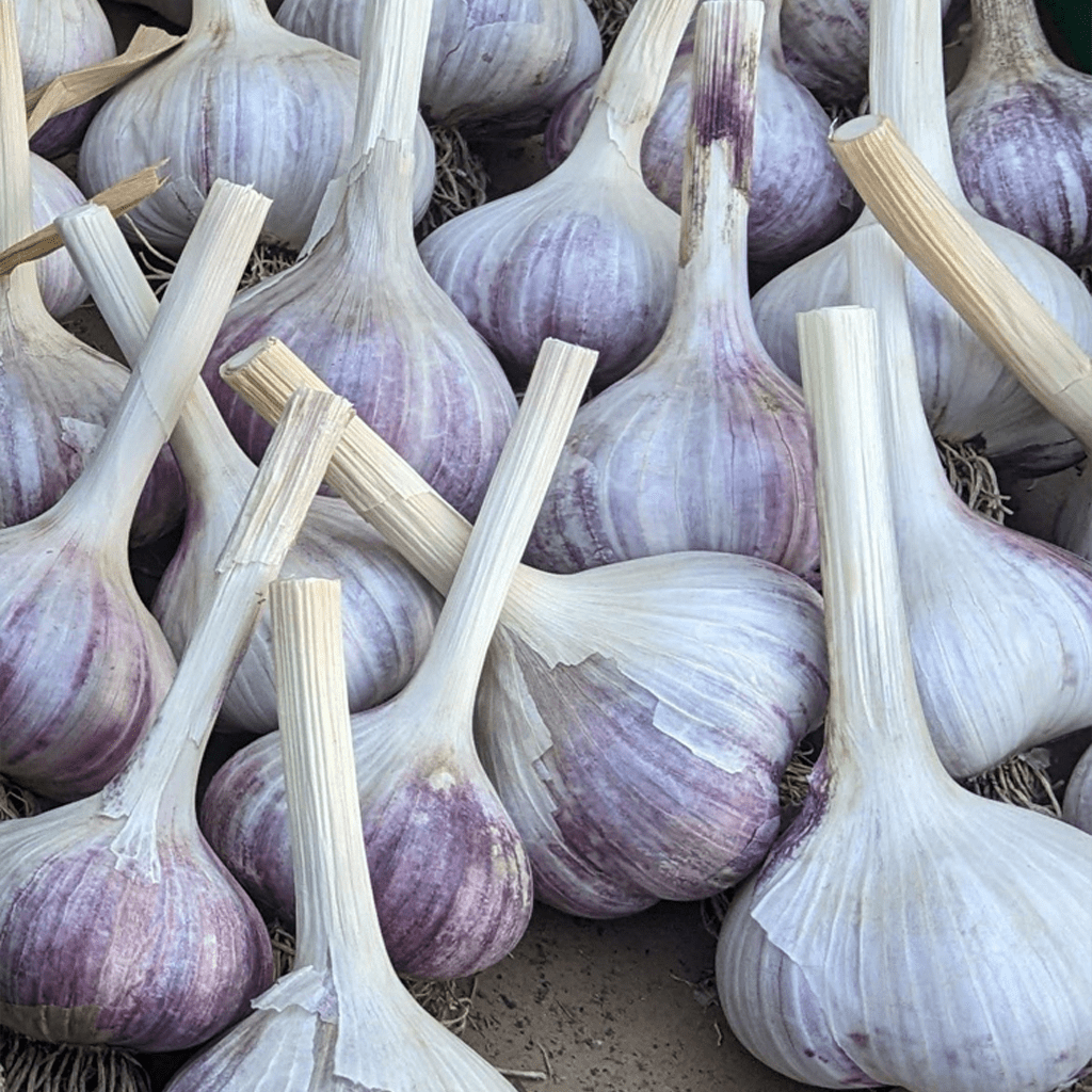 Red-Russian-Garlic-3_1024-by-1024.webp