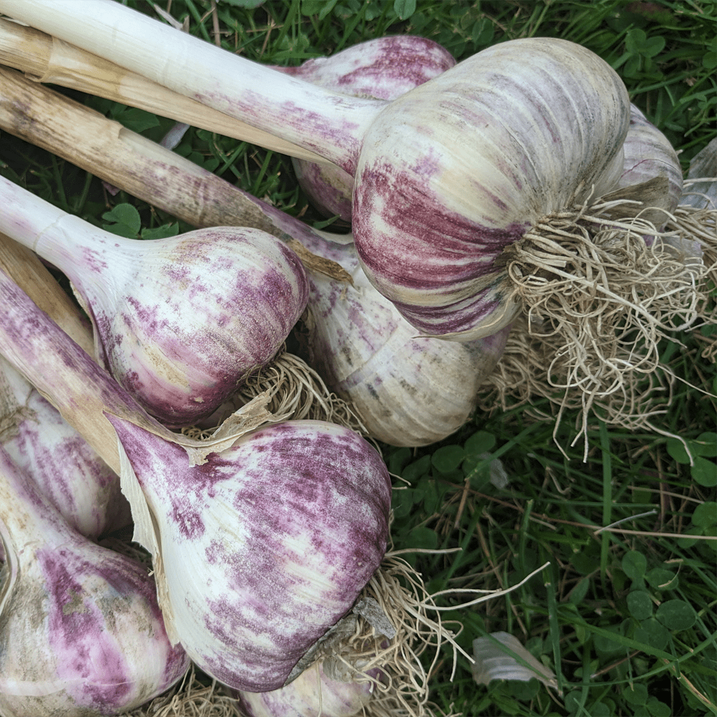 Red-Russian-Garlic1024-by-1024.webp