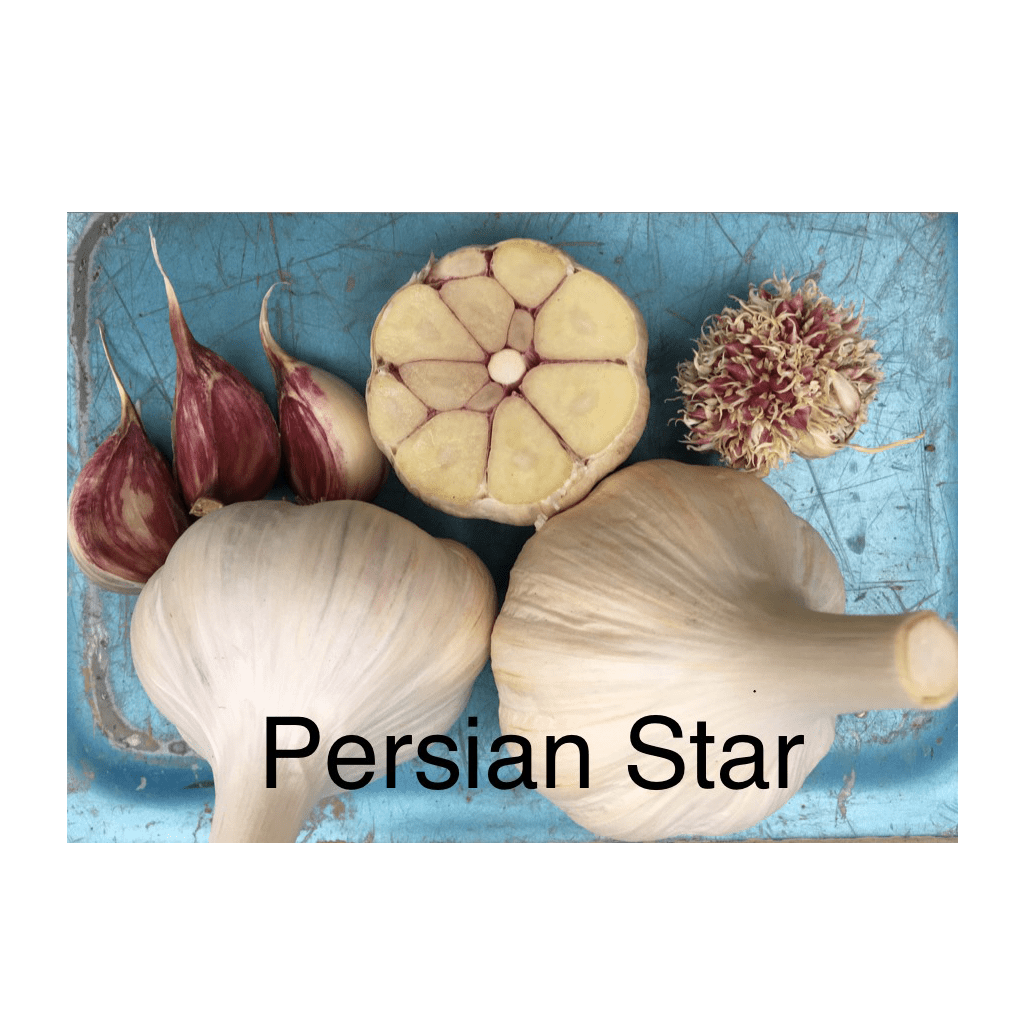 persian-star-marbled-stripe-1-1024-by-1024.webp