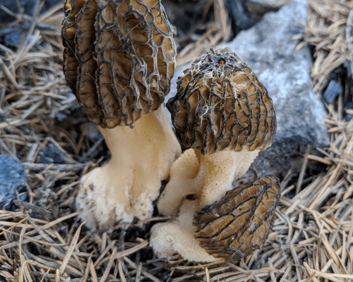 IMG_20190520_170208_1024by1024.webp IMG_20190520_170208_1024by1024.webp